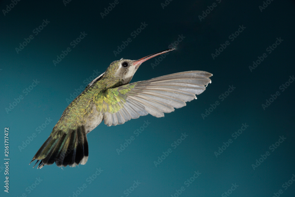 Naklejka premium Female broad-billed hummingbird in flight