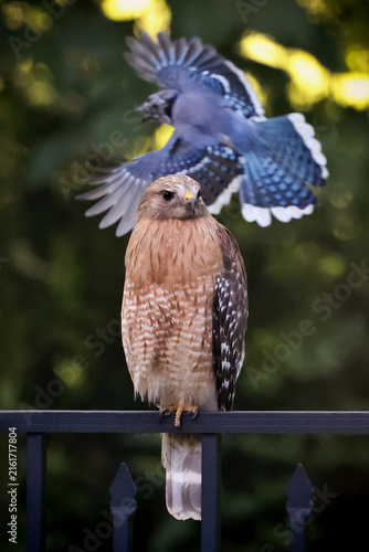 Close-up color photo of a beautiful blue jay as it swoops down trying to scare off an unwelcome hawk that is perched on a black metal fence post.