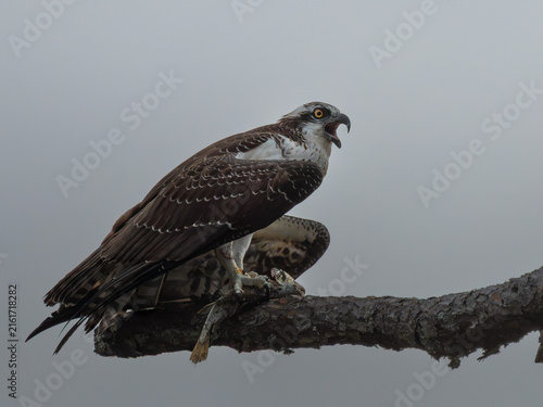 Foto An osprey holds its freshly caught fish