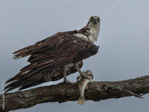 Obraz na plátne An osprey holds its freshly caught fish