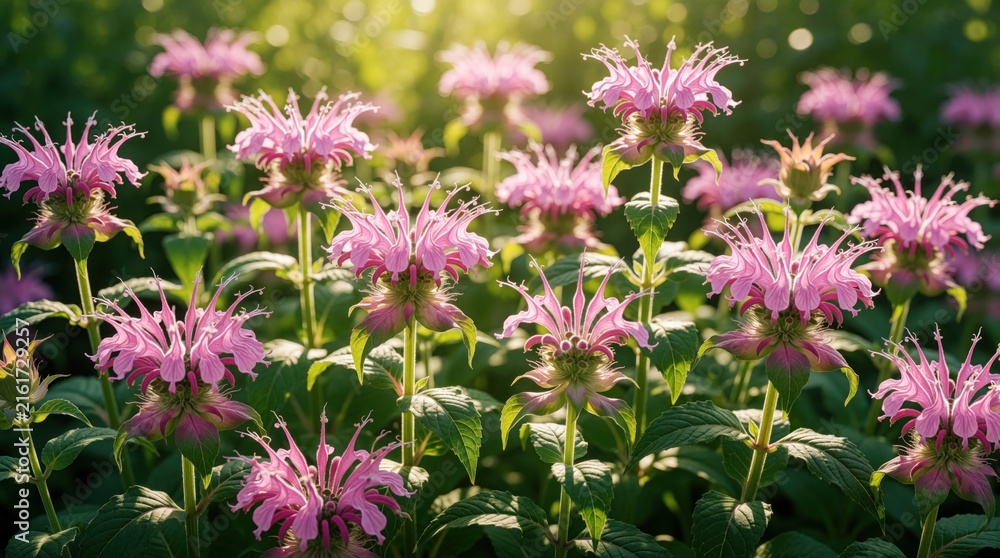 Naklejka premium Pink monarda flowers bloom in a sunny garden. Delicate petals unfurl in soft light, creating a natural backdrop for pollinators. Green leaves surround the blossoms.