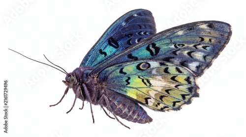Iridescent blue and green patterned moth isolated against clean white background macro studio detail shot