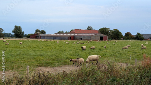 Bild auf Leinwand Sheep herd grazing on green pasture with farm buildings.