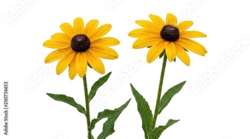 Two Bright Yellow Black-Eyed Susan Daisy Flowers on Green Stems