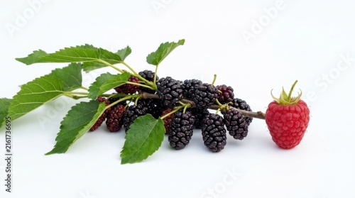 Fresh Ripe Black Mulberries on Branch with Green Leaves and Red Berry