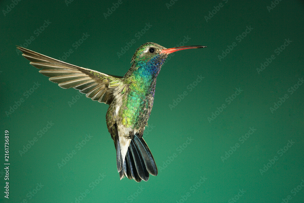 Naklejka premium Broad-billed hummingbird in flight