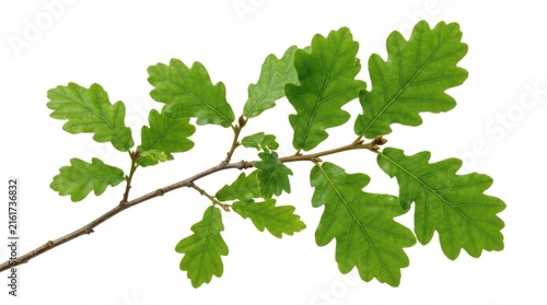 Vibrant Green Oak Tree Twig with Dense Foliage Leaves Cutout
