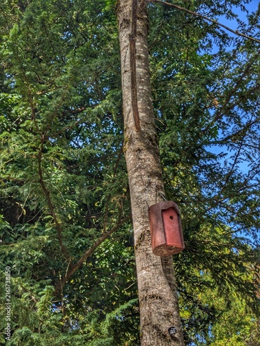 Fotografie peaceful birdhouse attached to tree trunk in forested area with red and brown b