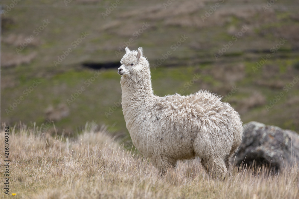Naklejka premium White Alpaca (Vicugna pacos) Standing in High-Altitude Andean Páramo Grassland in Antisana Ecological Reserve, Ecuador, South America