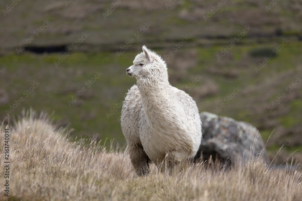 Naklejka premium White Alpaca (Vicugna pacos) Standing in High-Altitude Andean Páramo Grassland in Antisana Ecological Reserve, Ecuador, South America