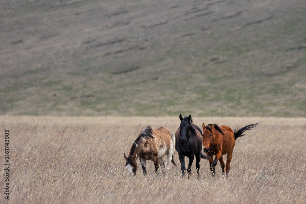 Obraz premium Three Free-Roaming Horses in High-Altitude Andean Páramo Grassland in Antisana Ecological Reserve, Ecuador, South America