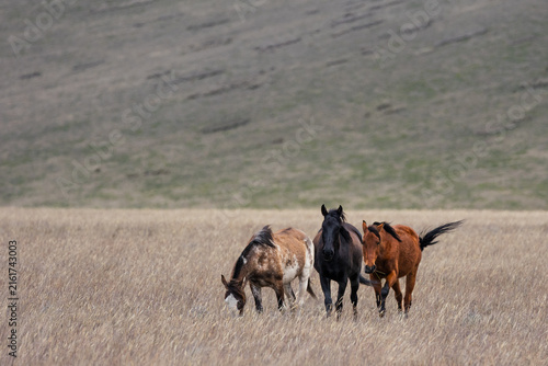 Quadro su tela Three Free-Roaming Horses in High-Altitude Andean Páramo Grassland in Antisana E