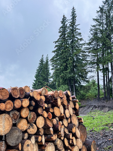 Cuadro en lienzo Stack of cut logs in a forest against a cloudy sky with tall pine trees, natural