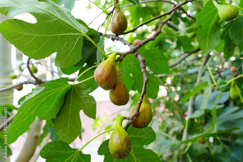 Lush Green Fig Tree Branches Laden With Ripe and Ripening Organic Fruits