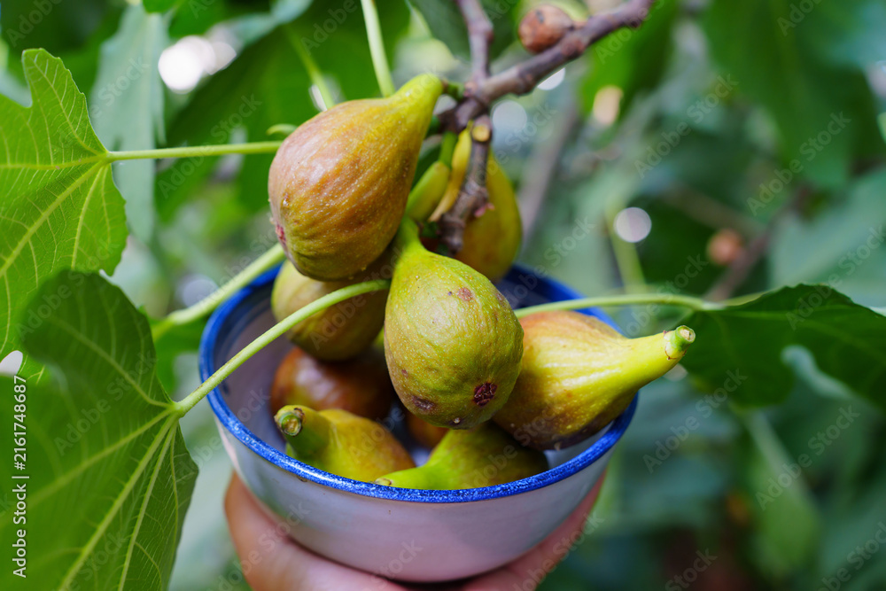 Fototapeta premium Freshly Harvested Organic Figs in a Ceramic Bowl Under a Leafy Branch