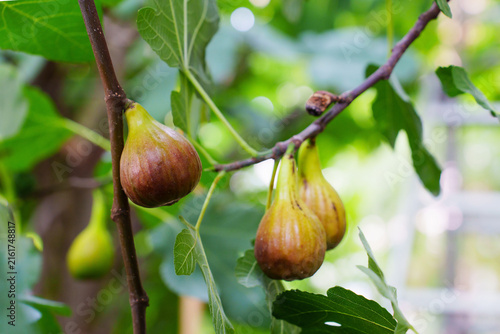 Fresh Ripe Figs Hanging on a Branch of a Fig Tree in a Sunny Garden