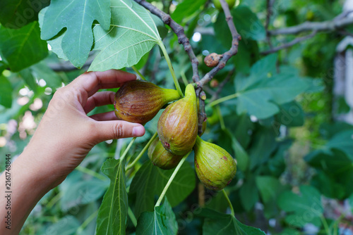 Hand Plucking Fresh Organic Figs Growing on a Green Leafy Tree Branch