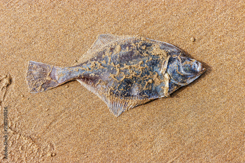 Foto Dead European flounder washed ashore on sandy North Sea beach in Wijk aan Zee Ne