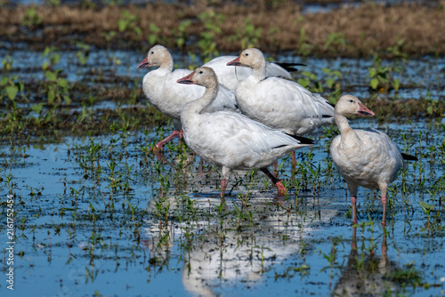 Photography Flock of white geese wading in shallow wetland at Sacramento Wildlife Refuge