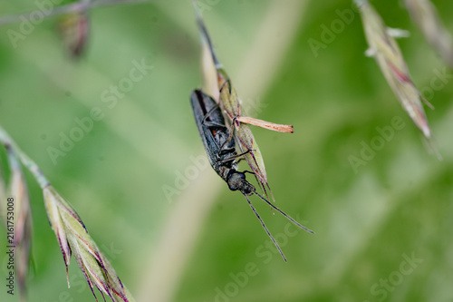 Bild auf Leinwand Longhorn beetle macro on a grass seed head