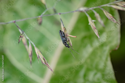 Bild auf Leinwand Longhorn beetle hanging from a grass seed head