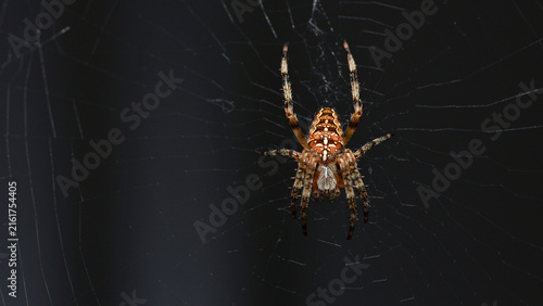 Araneus big spider. large spider, Araneus, sitting on a web. Spider. Macro photo of a garden spider on a web against a natural dark background. isolated on black, close-up, place for