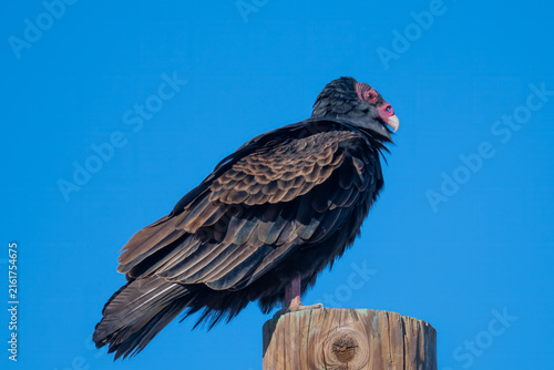 Obraz na płótnie Turkey vulture perched on wooden post against clear blue sky