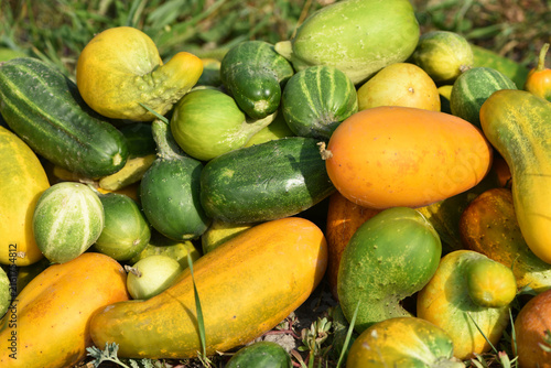 Obraz na plátně overripe yellow cucumber