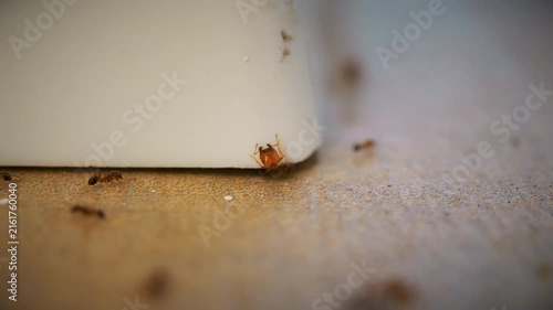 Ant activity on the wall and floor.
Macro close-up shows several small ants moving along the edge of an indoor Surface.