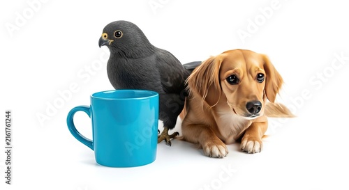 Tapety artystyczne Unexpected friendship: A curious hawk and a gentle dog share a moment beside a vibrant blue coffee mug, studio shot
