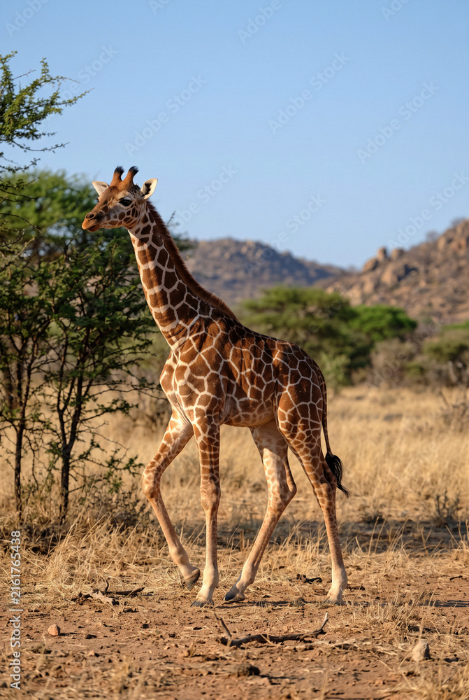 Obraz premium Giraffe Walking Across Dry African Savanna with Mountains 