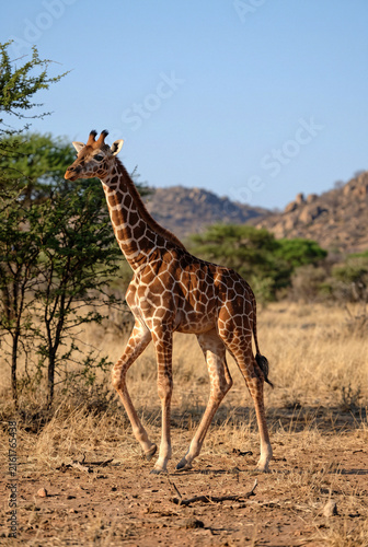 Photography Giraffe Walking Across Dry African Savanna with Mountains