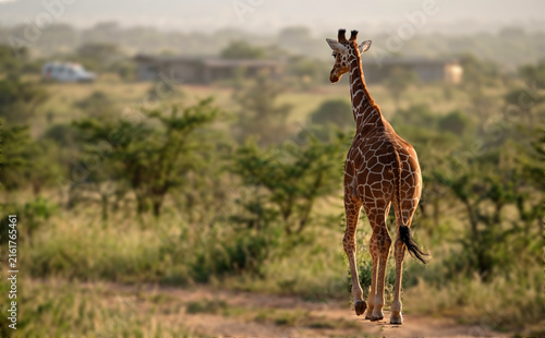 Canvas Print Giraffe Standing in African Savanna Landscape with Acacia Trees