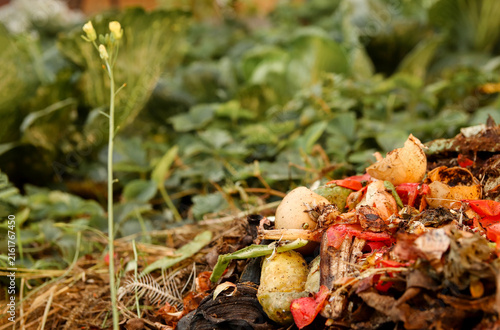 Quadro su tela Compost heap with organic kitchen scraps including eggshells and vegetable peels outdoors in a garden setting