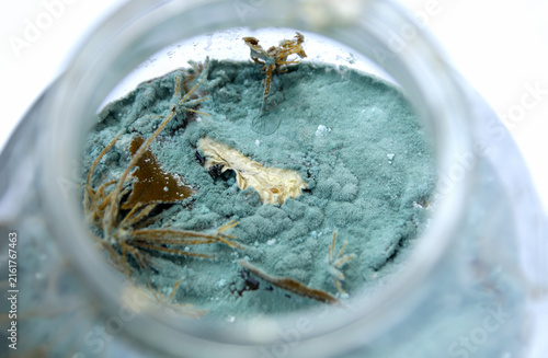Fotografía Macro shot looking inside a glass jar filled with green blue mold and fungus growing on spoiled food
