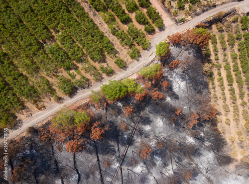 Foto Overhead view of a dirt road forming a stark boundary between green citrus orcha