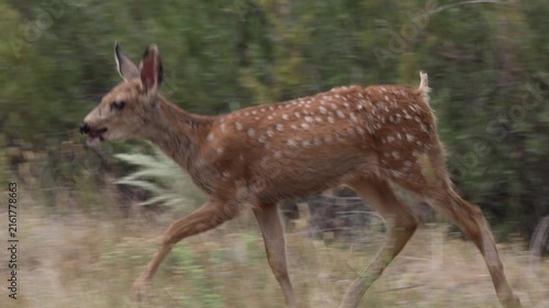 Mule Deer Fawn in Colorado in Summer
