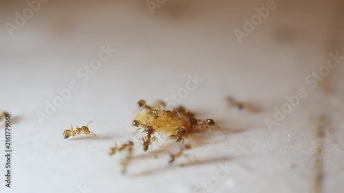 Ant feeding cluster and indoor pest activity.
Macro close-up shows numerous small ants gathering and feeding on a food crumb. 