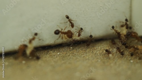 Ant colony and indoor pest infestation.
Macro close-up shows numerous small ants moving along a wall edge and floor junction.