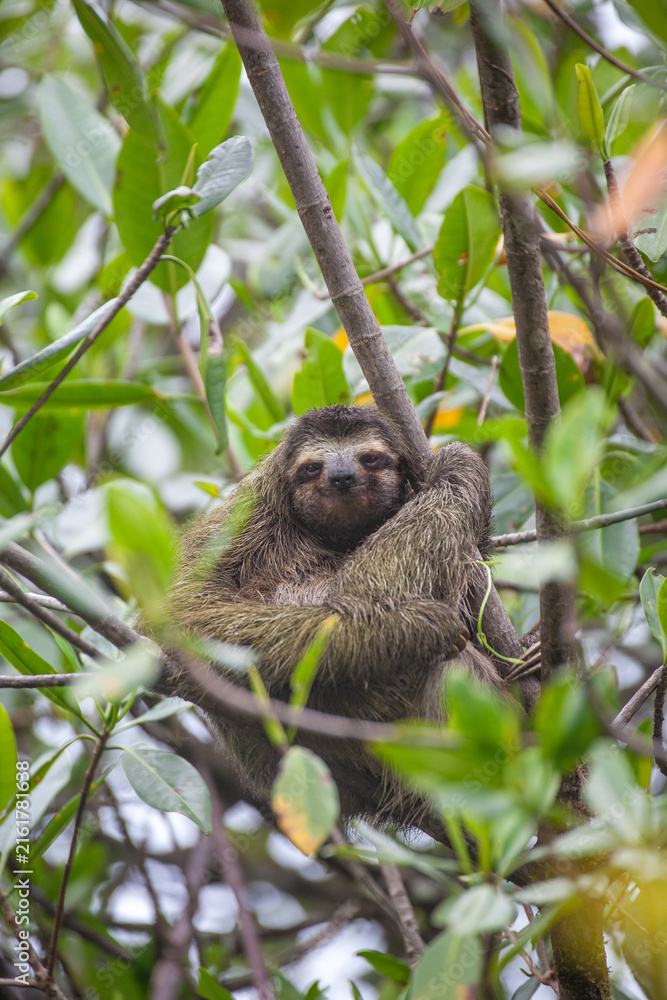 Naklejka premium Sloth Smile