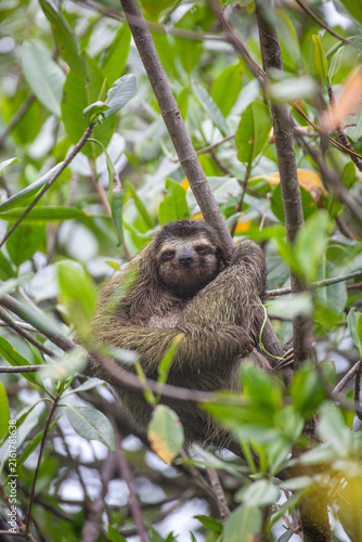 Sloth Smile