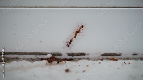 Ant trail and indoor pest activity.
Several small ants move along a wall and floor junction near scattered debris.