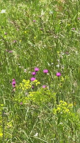 Wildflowers gently swaying in the breeze