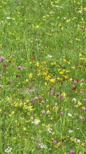 Colorful wildflower meadow gently swaying in the wind