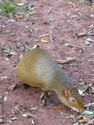 Fotografie South American Agouti Foraging on the Forest Floor in Paraguay