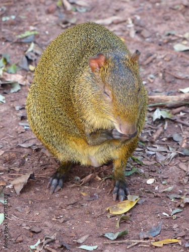 Cuadro en lienzo South American Agouti Eating in Its Natural Habitat in Paraguay