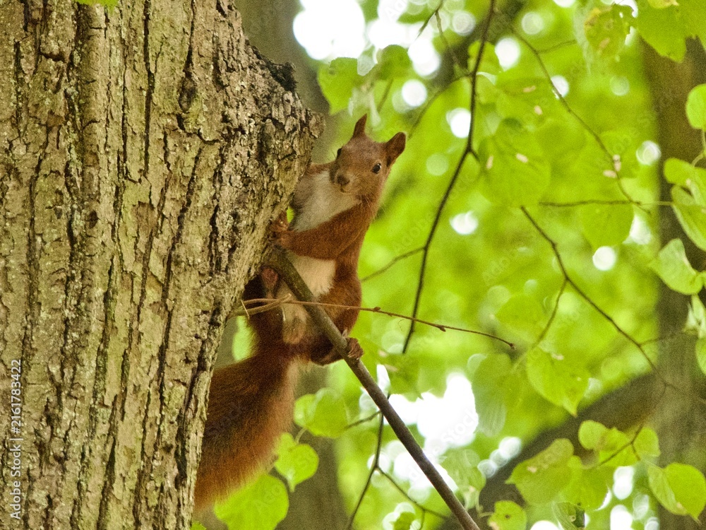 Obraz premium Red squirrel peeking from tree trunk looking