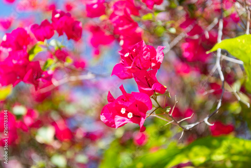 Macro of flowering plant. Pink exotic flower. Natural flowering tree. Flora nature. Bright pink blooming flower in nature. Paper flower. Bougainvillea flower. Flowering nature closeup