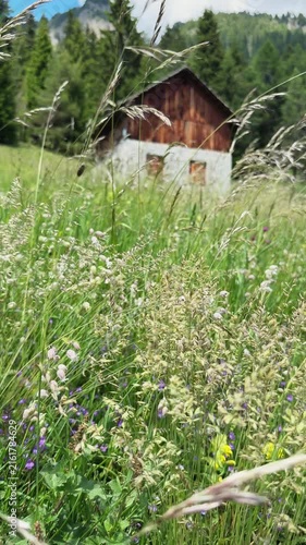 Mountain landscape with old barn and wildflowers