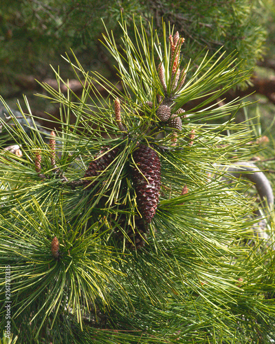 Close-Up Shot of Pine Tree Branch with Green Needles and Young Cones